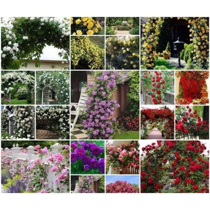 550 Sementes de Rosas Trepadeiras Coloridas Mix Sortido para Mudas - RosaMix Trepadeira™