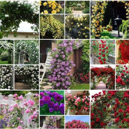 550 Sementes de Rosas Trepadeiras Coloridas Mix Sortido para Mudas - RosaMix Trepadeira™