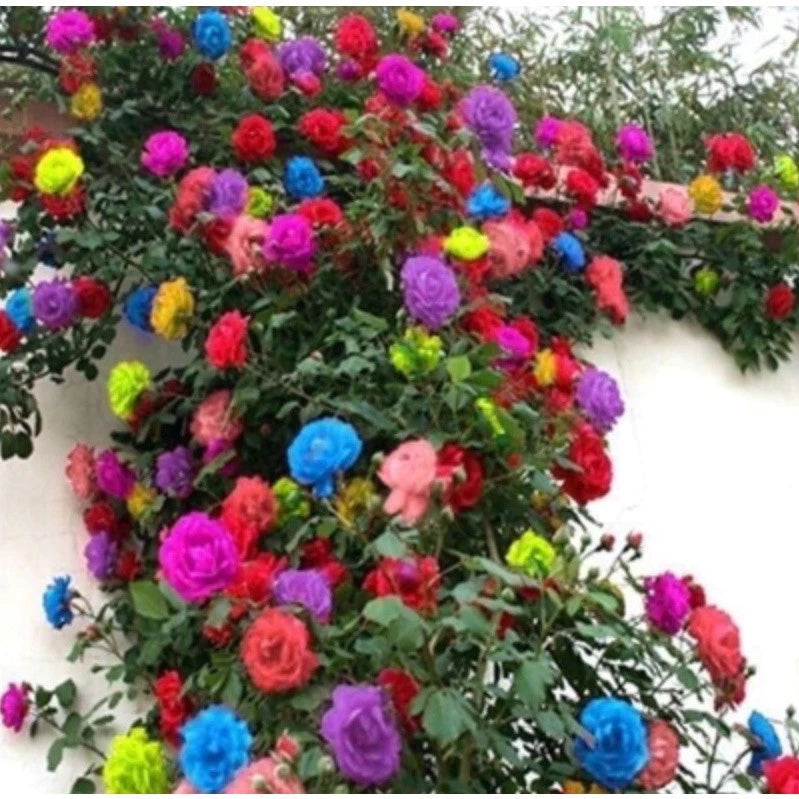 550 Sementes de Rosas Trepadeiras Coloridas Mix Sortido para Mudas - RosaMix Trepadeira™