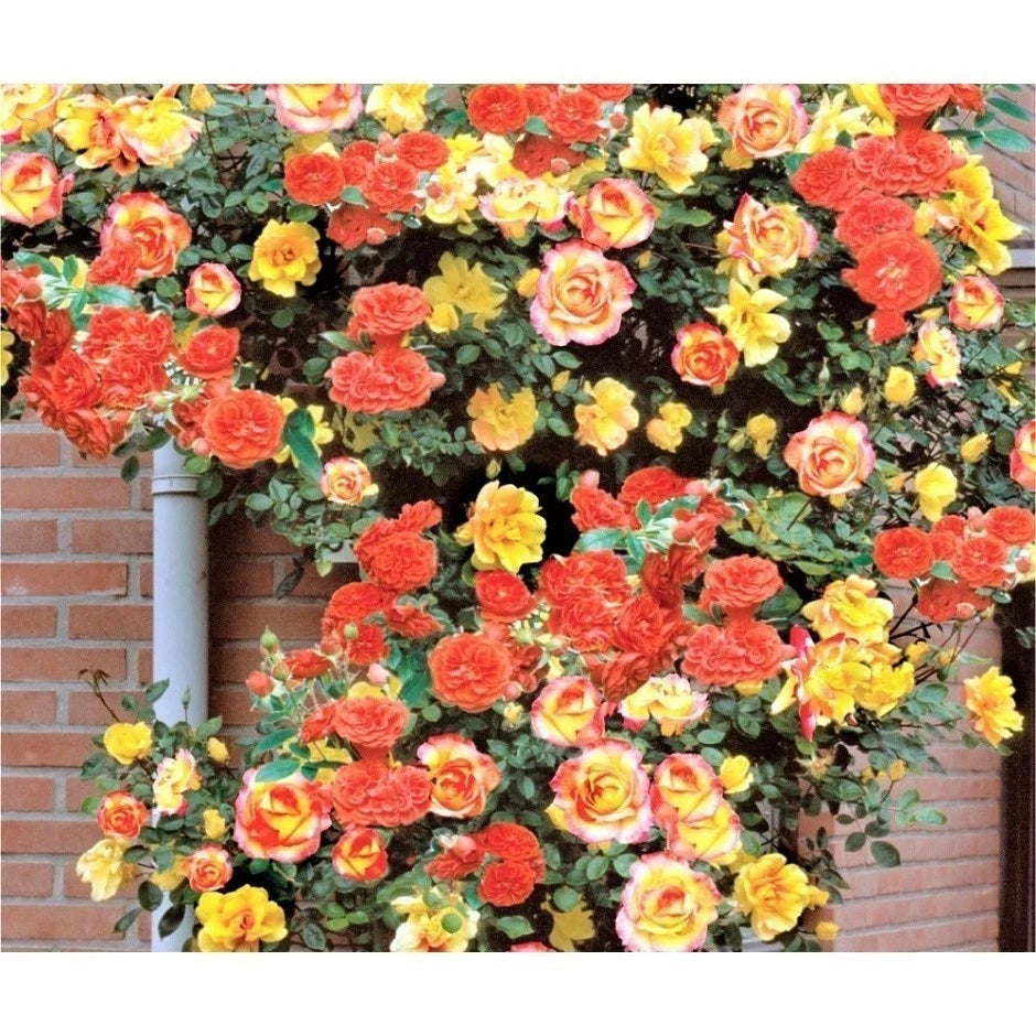 550 Sementes de Rosas Trepadeiras Coloridas Mix Sortido para Mudas - RosaMix Trepadeira™