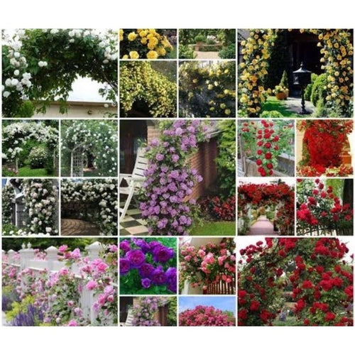 550 Sementes de Rosas Trepadeiras Coloridas Mix Sortido para Mudas - RosaMix Trepadeira™
