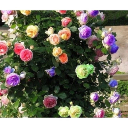 550 Sementes de Rosas Trepadeiras Coloridas Mix Sortido para Mudas - RosaMix Trepadeira™